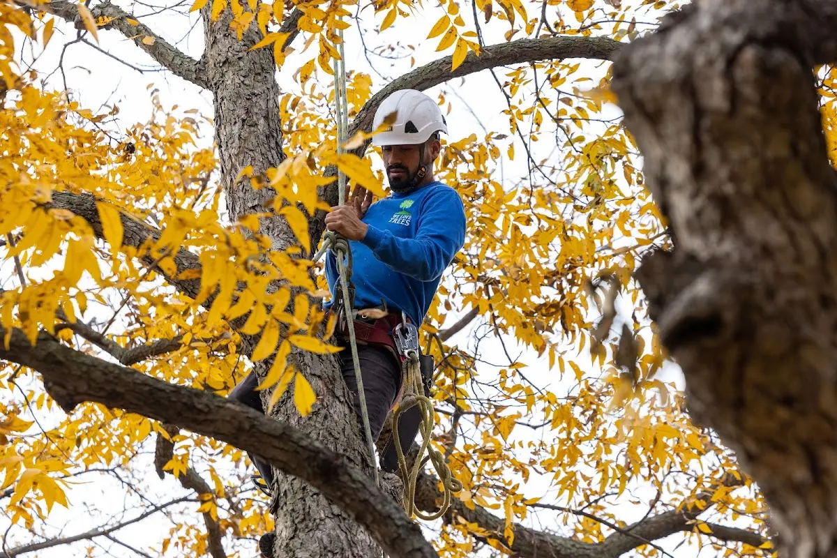Skilled Tree Planting crew working in Ridgefield